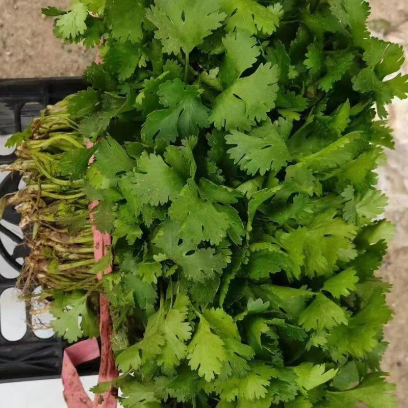 辽宁香菜