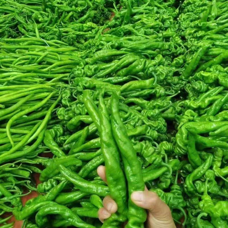 辽宁螺丝椒