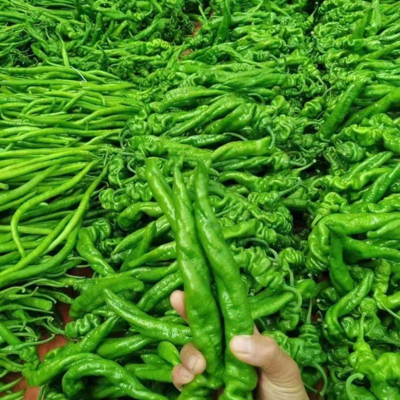 辽宁螺丝椒