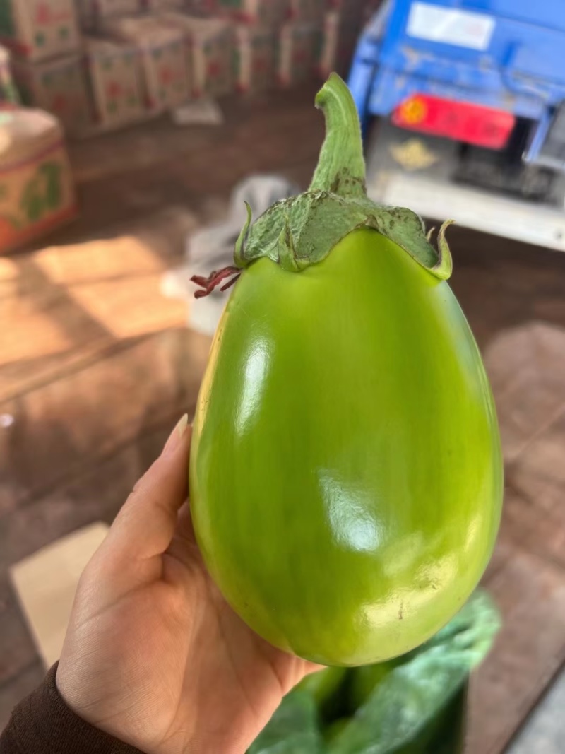 辽宁绿茄子