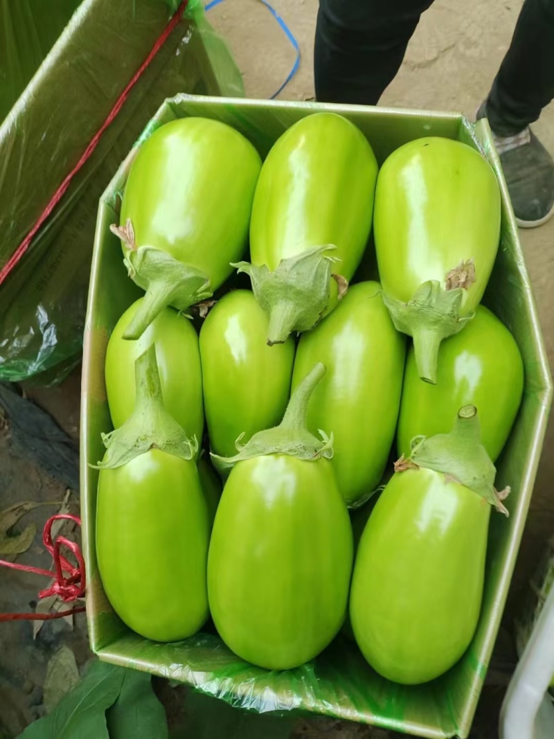 辽宁绿茄子