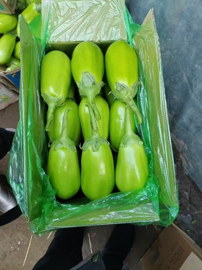 辽宁绿茄子