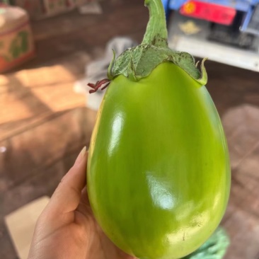 辽宁绿茄子