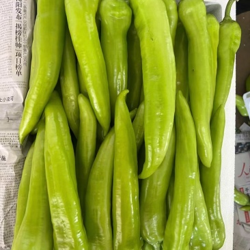 辽宁尖椒