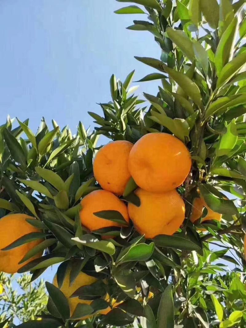 湖北椪柑货源充足保证质量一件代发全国