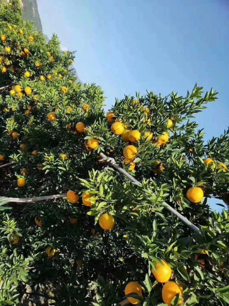 湖北椪柑货源充足保证质量一件代发全国