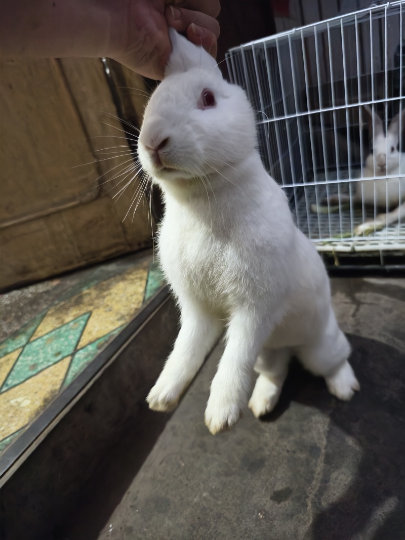 新西兰大白兔
