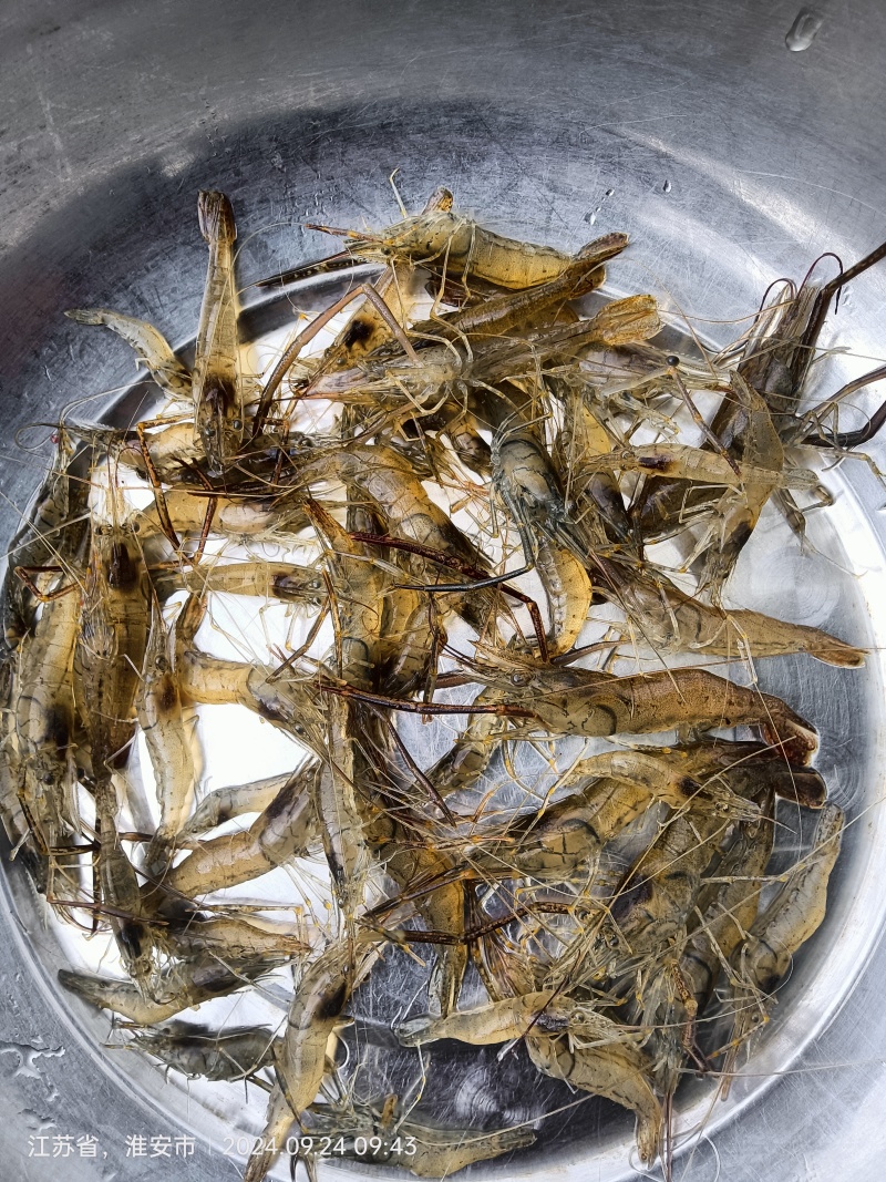 河虾