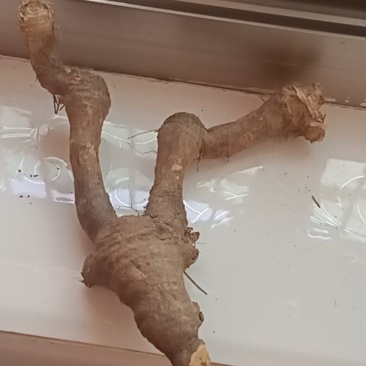 川射干