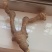 川射干