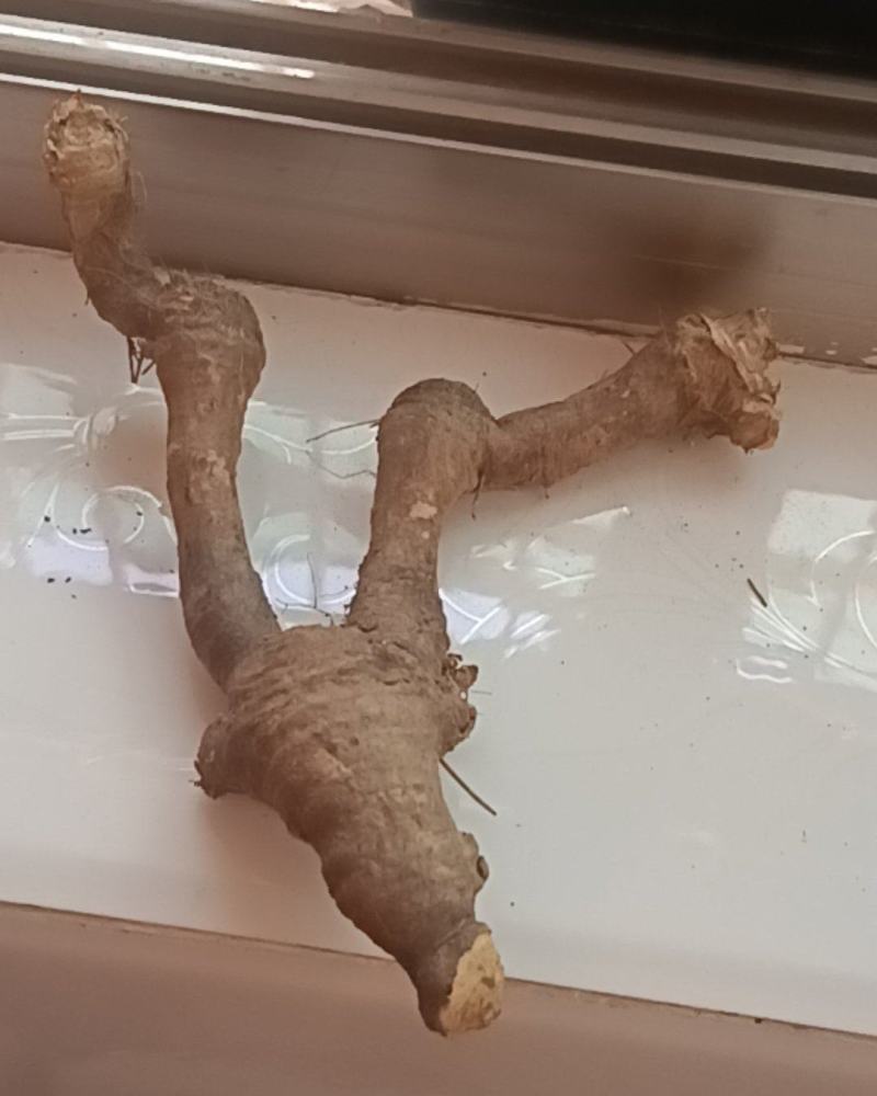 川射干