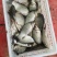 银鲫，鲫鱼规格0.5-1斤左右的