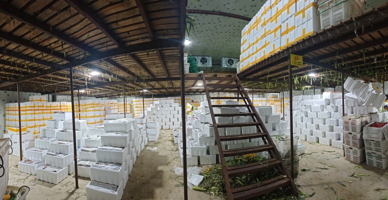泡沫箱装精品小米椒