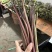 高山蕨菜，量大从优，全部纸箱发货，诚信经营