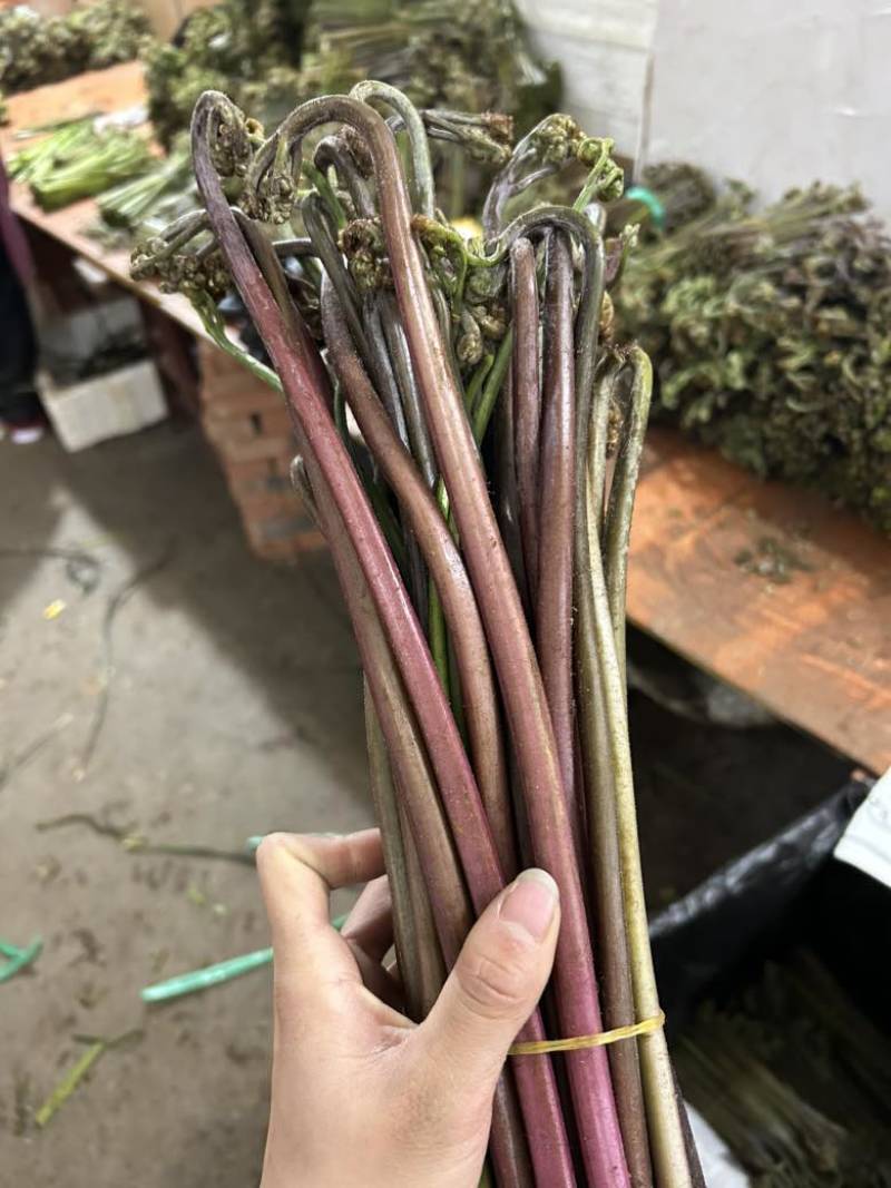 高山蕨菜，量大从优，全部纸箱发货，诚信经营