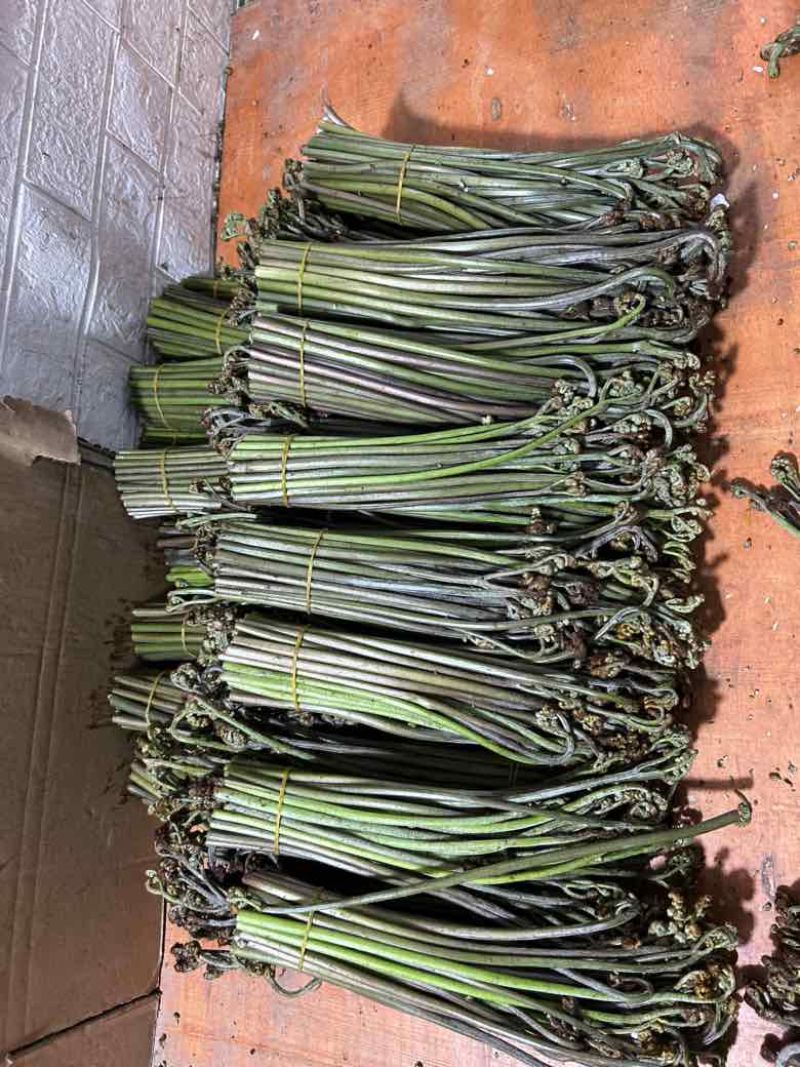 高山蕨菜，量大从优，全部纸箱发货，诚信经营