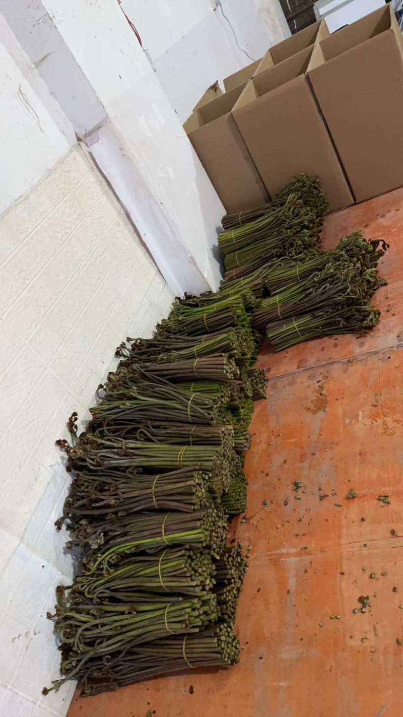 高山蕨菜，量大从优，全部纸箱发货，诚信经营