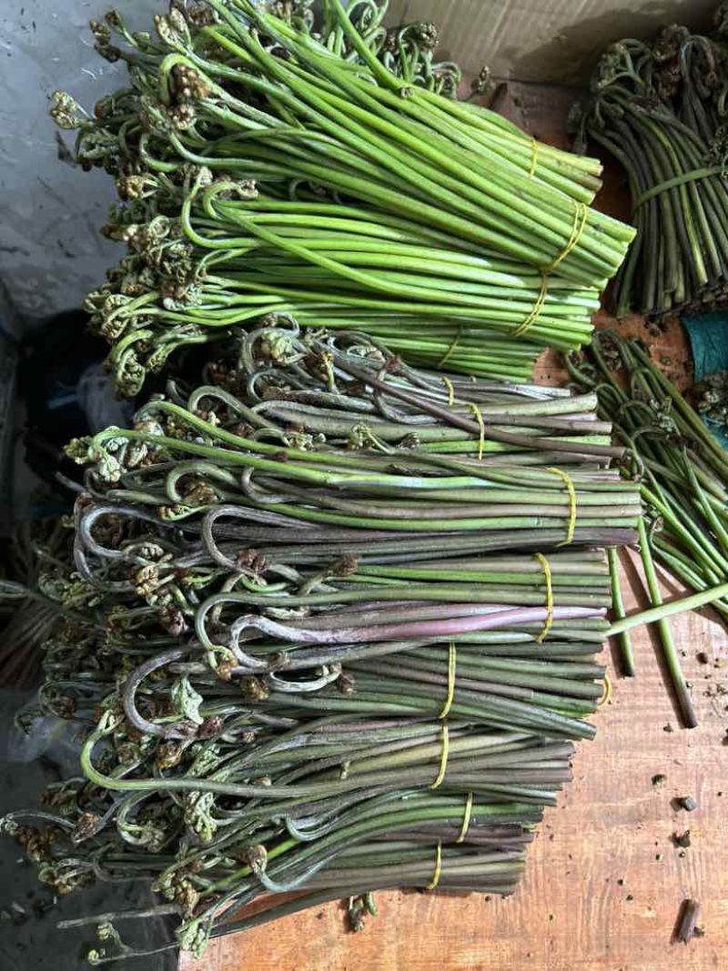 高山蕨菜，量大从优，全部纸箱发货，诚信经营