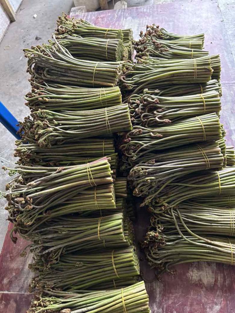 高山蕨菜，量大从优，全部纸箱发货，诚信经营
