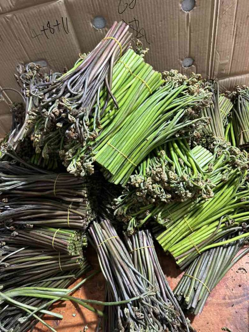 高山蕨菜，量大从优，全部纸箱发货，诚信经营