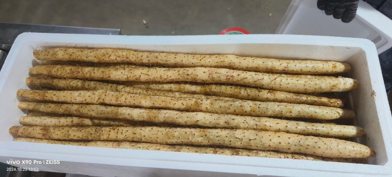 麻山药白皮棒药紫药