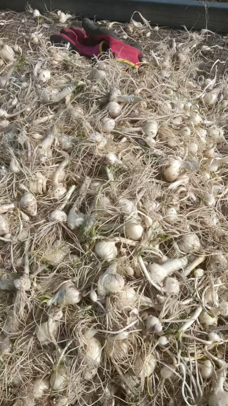 野生小根蒜