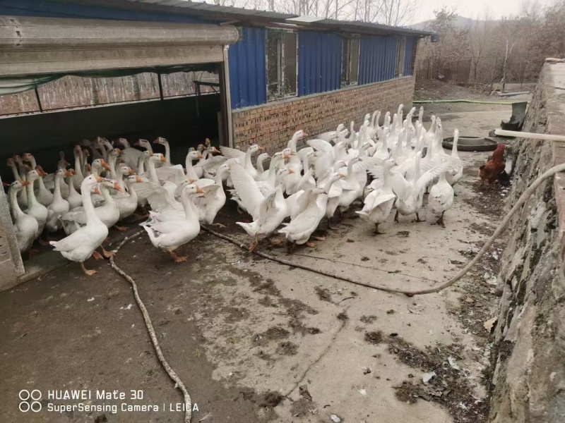 大鹅
