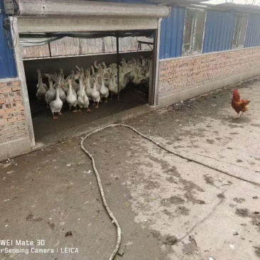 大鹅