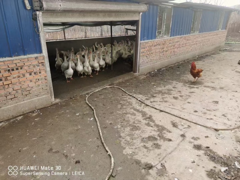 大鹅