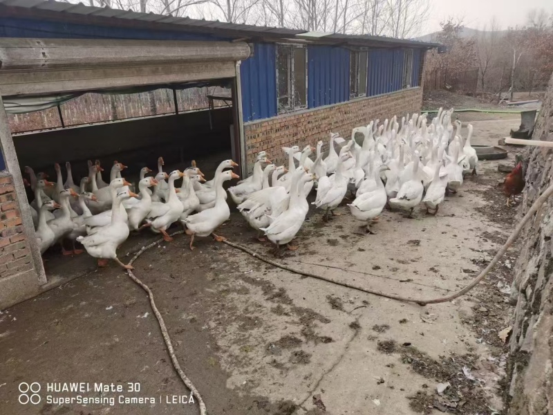 大鹅