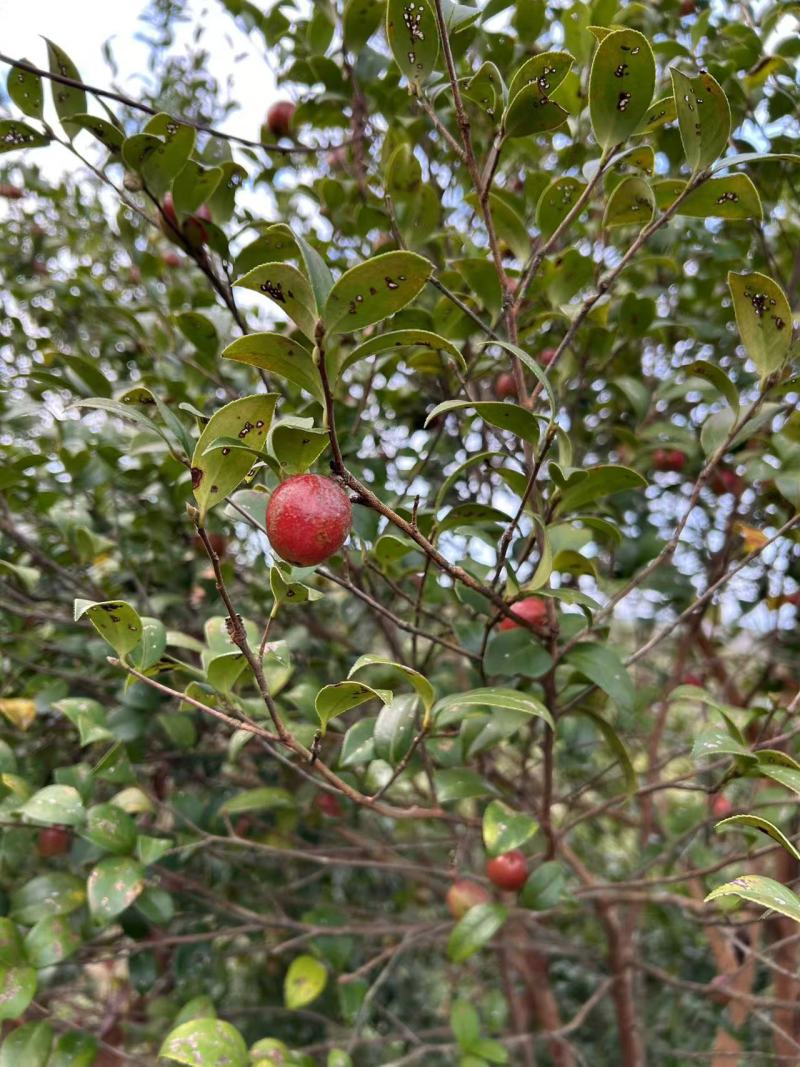 土山茶油