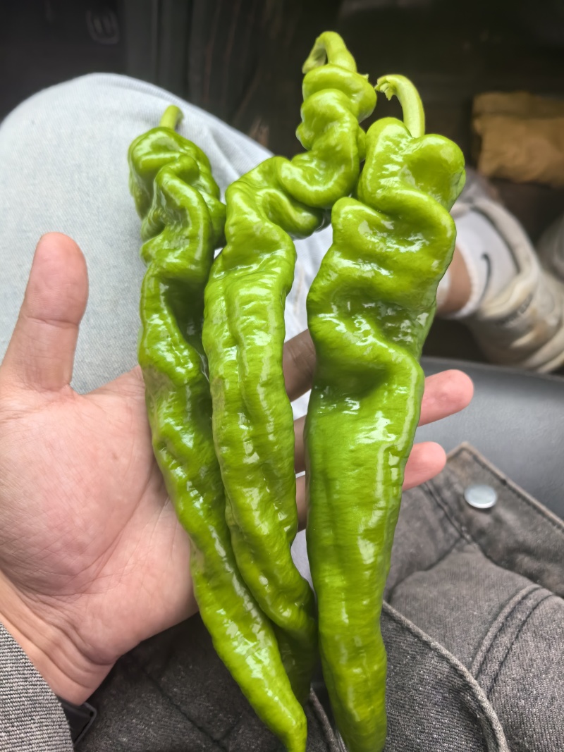 新苗陇椒