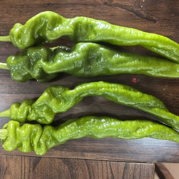新苗陇椒