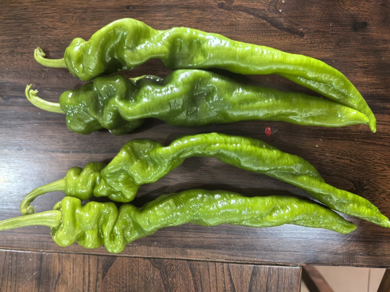 新苗陇椒