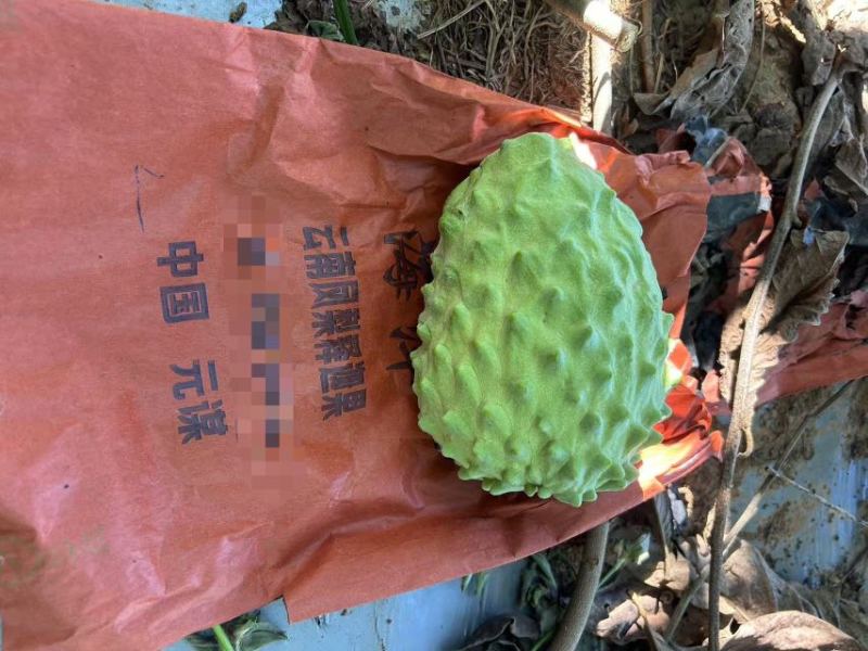 凤梨释迦产地代办供应全国批发市场社区团购