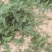 鲜干白花菜