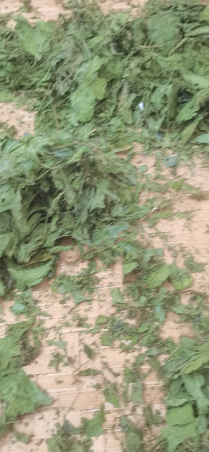 鲜干白花菜