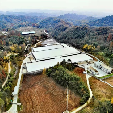 大口鲶，绿壳鸡蛋
