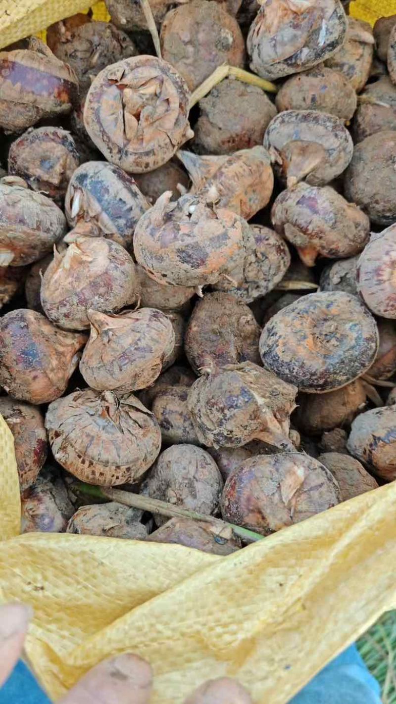 广西贺州马蹄，原产地直销，一手货源，今日出货