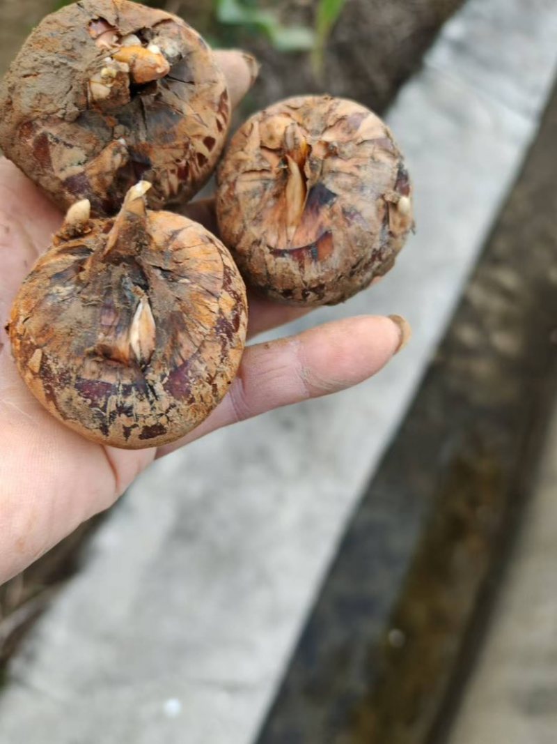 广西贺州马蹄，原产地直销，一手货源，今日出货