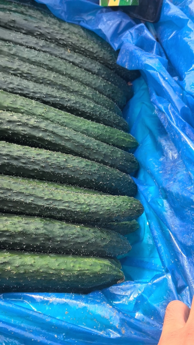 山东聊城莘县大量蔬菜