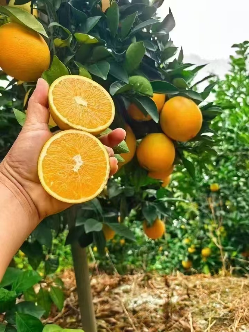 脐橙血橙