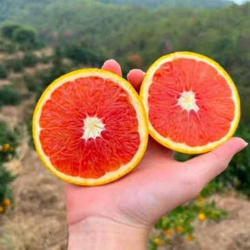 脐橙血橙
