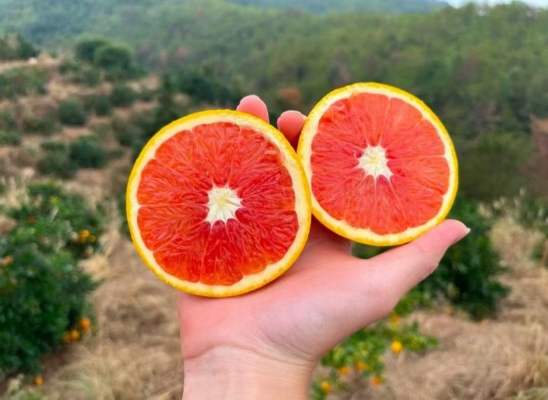 脐橙血橙