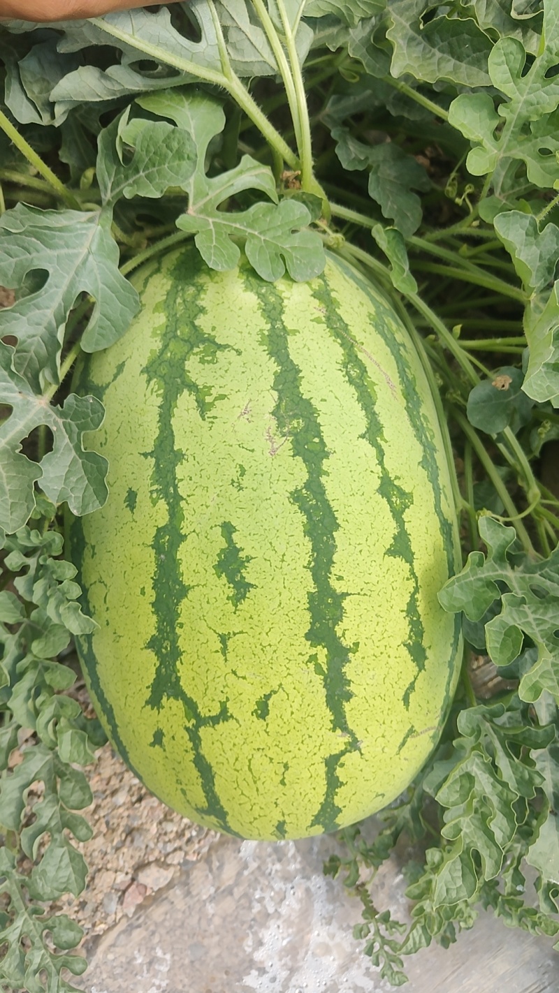 甘肃金花1号