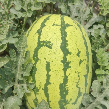 甘肃金花1号