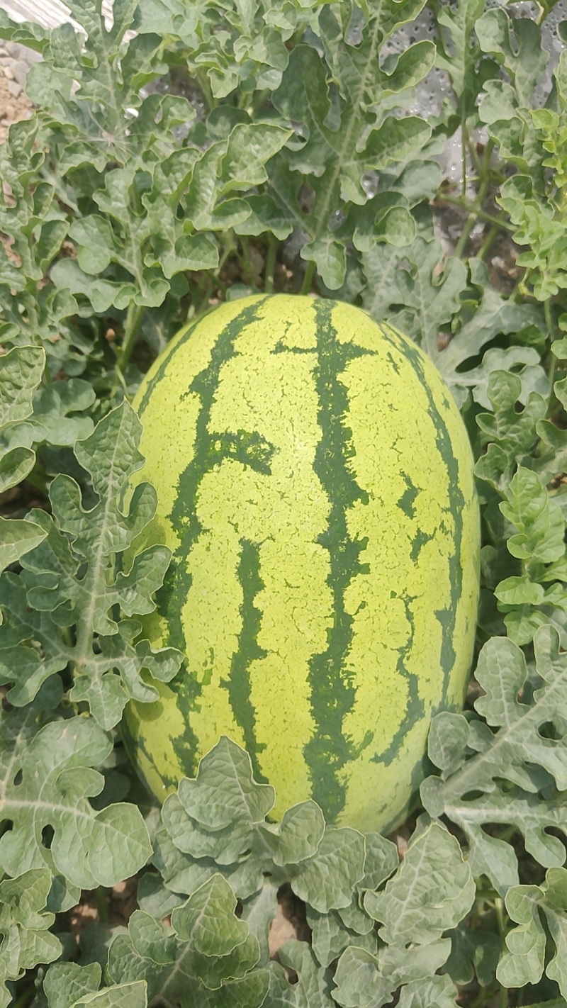 甘肃金花1号