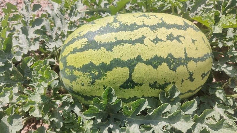 甘肃金花1号
