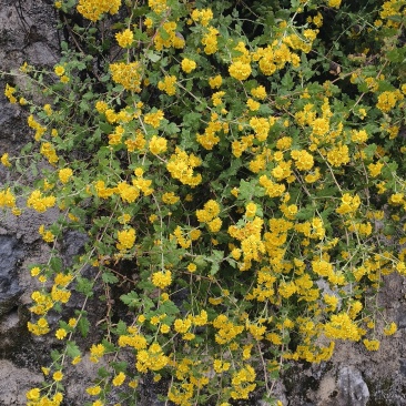 湖南邵阳野生野菊花