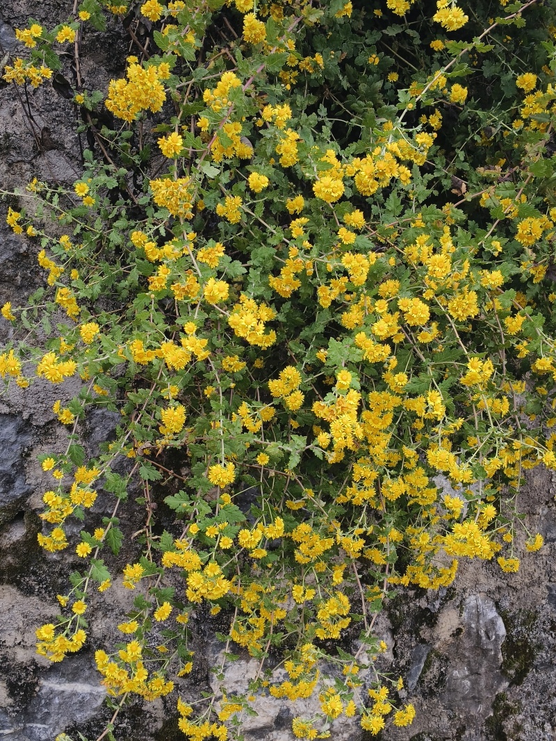 湖南邵阳野生野菊花